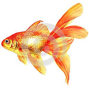 Gold fish. Isolated on the white