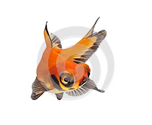 Gold fish isolated on white background