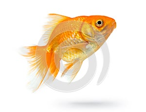 Gold fish isolated on white background