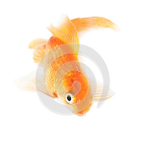 Gold fish. Isolation on the white