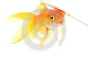 Gold fish. Isolation on the white