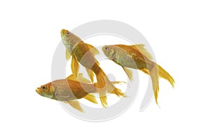 Gold fish Isolation on the white background.