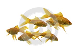 Gold fish Isolation on the white background.