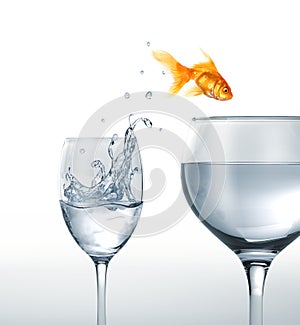 Gold fish jumping from a glass of water to a larger one.