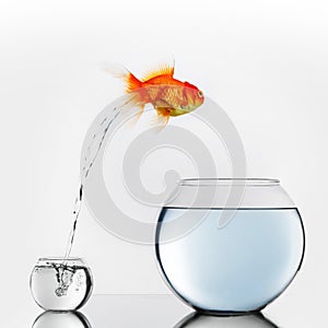 Gold fish jumping to big fishbowl photo