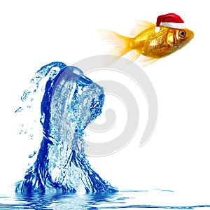 Gold fish jumps over water