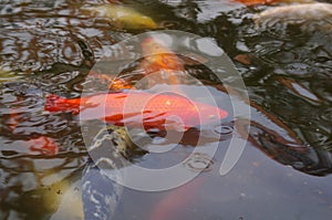 Gold Fish or koi inside a fountain or pond