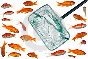Gold fish and net