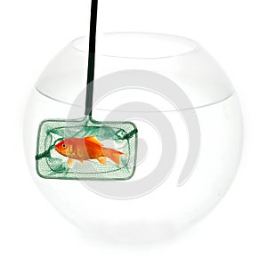 Gold fish and net