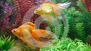 Gold fish pair in aquarium