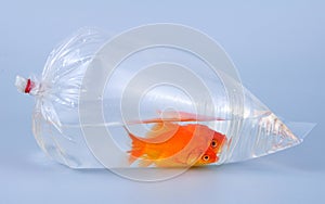 Gold fish in plastic bag