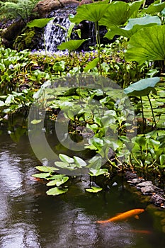 Gold Fish Pond at the Hawaii Tropical Botanical Garden,