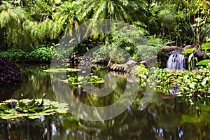 Gold Fish pond at the Hawaii Tropical Botanical Garden