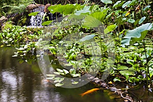 Gold Fish Pond at the Hawaii Tropical Botanical Garden photo