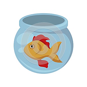 Gold fish with red flippers in round aquarium