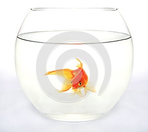 Gold fish in round aquarium