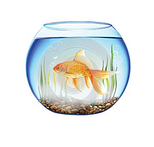 Gold fish in a Round aquarium, fish bowl