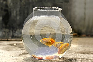 Gold fish in small bottle