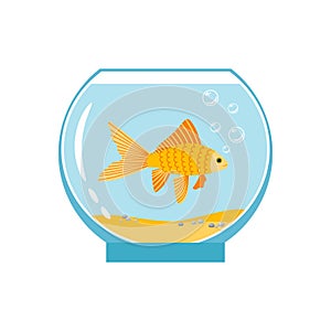 Gold fish in small bowl isolated on white background. Orange goldfish in water aquarium vector illustration