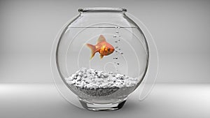 Gold fish in a small fish bowl