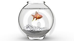 Gold fish swimming in a fishbowl photo