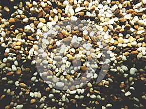 This is gold fish in the tank, Top view