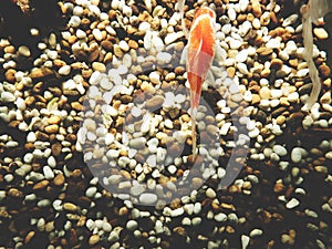 This is gold fish in the tank, Top view