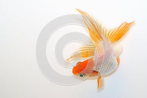 Gold Fish Top View