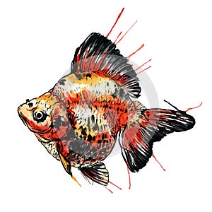 Gold fish vector watercolor illustration.