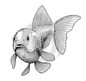 Gold fish, vintage black ink hand drawn illustration