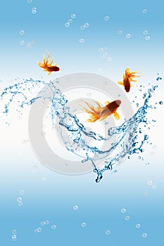 Gold fish and water splash