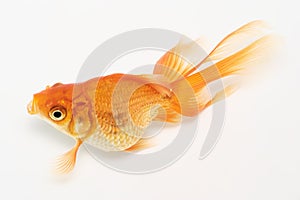 Gold Fish on White