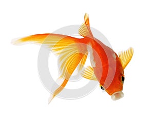 Gold Fish on White Background