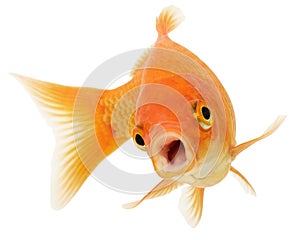 Gold Fish on White Background