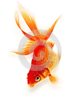 Gold Fish on White Background