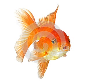 Gold fish on white background