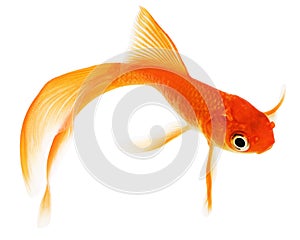 Gold Fish on White Background