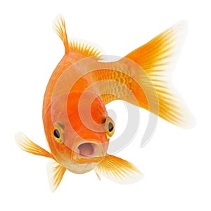 Gold Fish on White Background