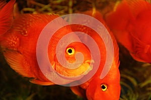 Gold Fishes aquarium