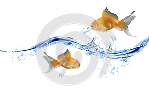 Gold fishes jumping over slash blue water.
