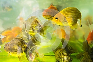 Gold fishes swimming in fish aquatic ornament tank relaxation at beautiful fish shop thailand