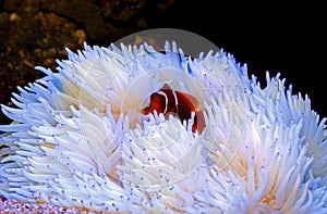 Gold flake Maroon Clownfish in Sabae white anemone