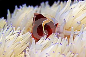 Gold flake Maroon Clownfish in Sabae white anemone