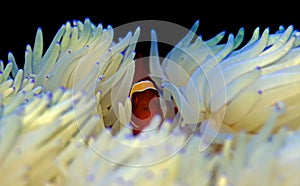 Gold flake Maroon Clownfish in Sabae white anemone