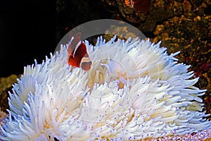 Gold flake Maroon Clownfish in Sabae white anemone