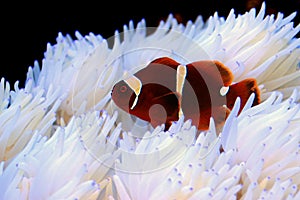 Gold flake Maroon Clownfish in Sabae white anemone