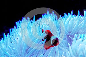 Gold flake Maroon Clownfish in Sabae white anemone