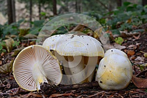 Gold flecked woodwax mushrooms