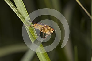 Gold fly siting on the grass