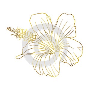 Gold foil tropical hibiscus flower. Chinese rose flower. Hand drawn vector line art illustration for logo, card or